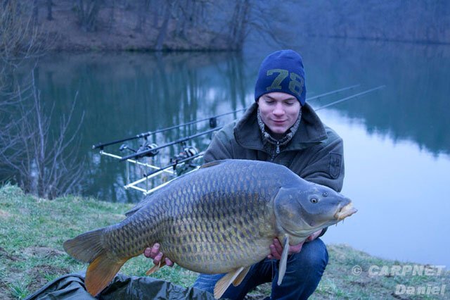 ... perfekter Schuppenkarpfen mit 18,5 kg