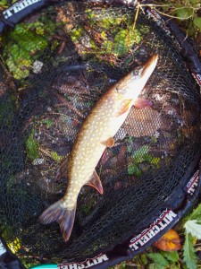 ... der November bringt Fisch ;-)