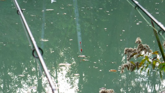 ... Friedfischangel mit A-Z ... more than a catch ...
