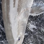 1 st Hucho 22/23