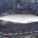 80 cm Beifang beim Huchenfischen ;-)