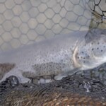 Nach dem Hecht noch ein Mini-Huchen, der letzte Fisch des Jahres 2022