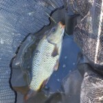 Polder-Fishing with Raki