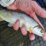 ... hart erkämpfte Fische im großen Fluss auf Streamer ...