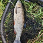 Streamer - Aitel mit 50 cm+