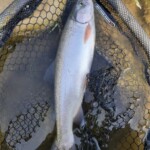 Dry-Flyday ... ;-) ... 45 cm +
