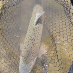 ... mächtiger Fisch ...
