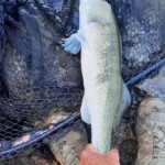 65 cm plus ... super kampfstarker Zander !!!