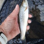 ... endlich wieder am Wasser aktiv zu sein ... Flyfishing