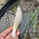 Browny on wetfly!