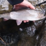 greyling