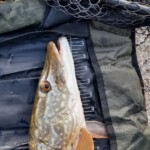 Summer - Esox ... was für ein cooler Biss im klaren Wasser ;-)