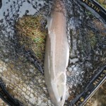 Huchen mit der Fliege überlisten ist für mich die "Königsklasse der Fischerei"