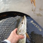 bycatch bei der Huchenjagd