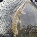 bycatch bei der Huchenjagd