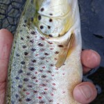 ... was für schöne Fische - Flyfishing hat schon was! ... was für schöne Fische - Flyfishing hat schon was!