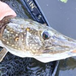 ... ganz ein schöner Schädel ...