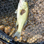 ... die Black Bass war nicht leicht an der Fliegnrute zufangen, doch ein Anfang war gemacht!