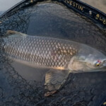 ... da war nun das Monster ...