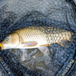 ... wenn nicht ging .... dann ging noch immer was auf CARPS!