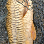 ... ein wunderschöner Stauseekarpfen ... super Drill an der Fliegenrute ;-)