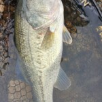 ... ein Einschlag an der Fliegenrute ...