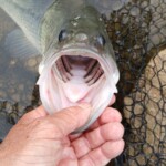 ... was für ein Großmaul ...