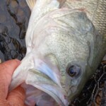 ... was für ein cooler Black Bass ...