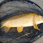 ... an der Fliegenrute immer wieder eine coole Sache ...