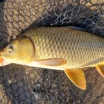 ... viele 1000 Karpfen sind in meinem Heimatgewässer ...